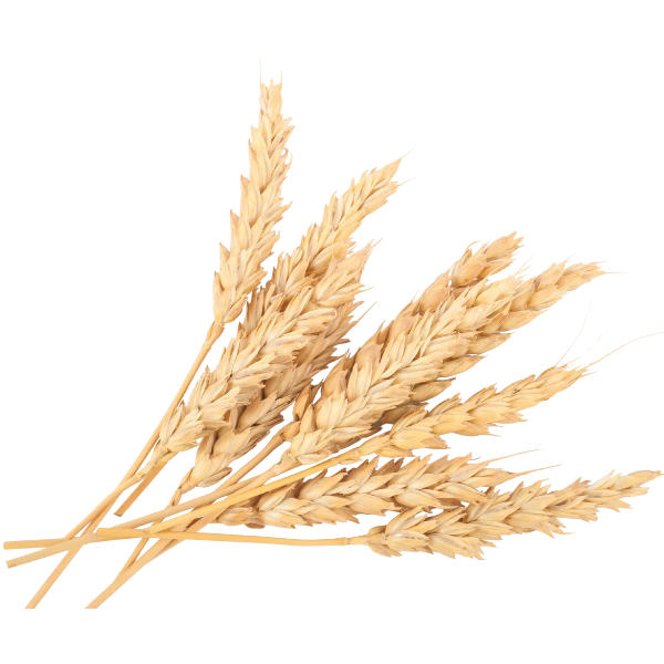 buğday